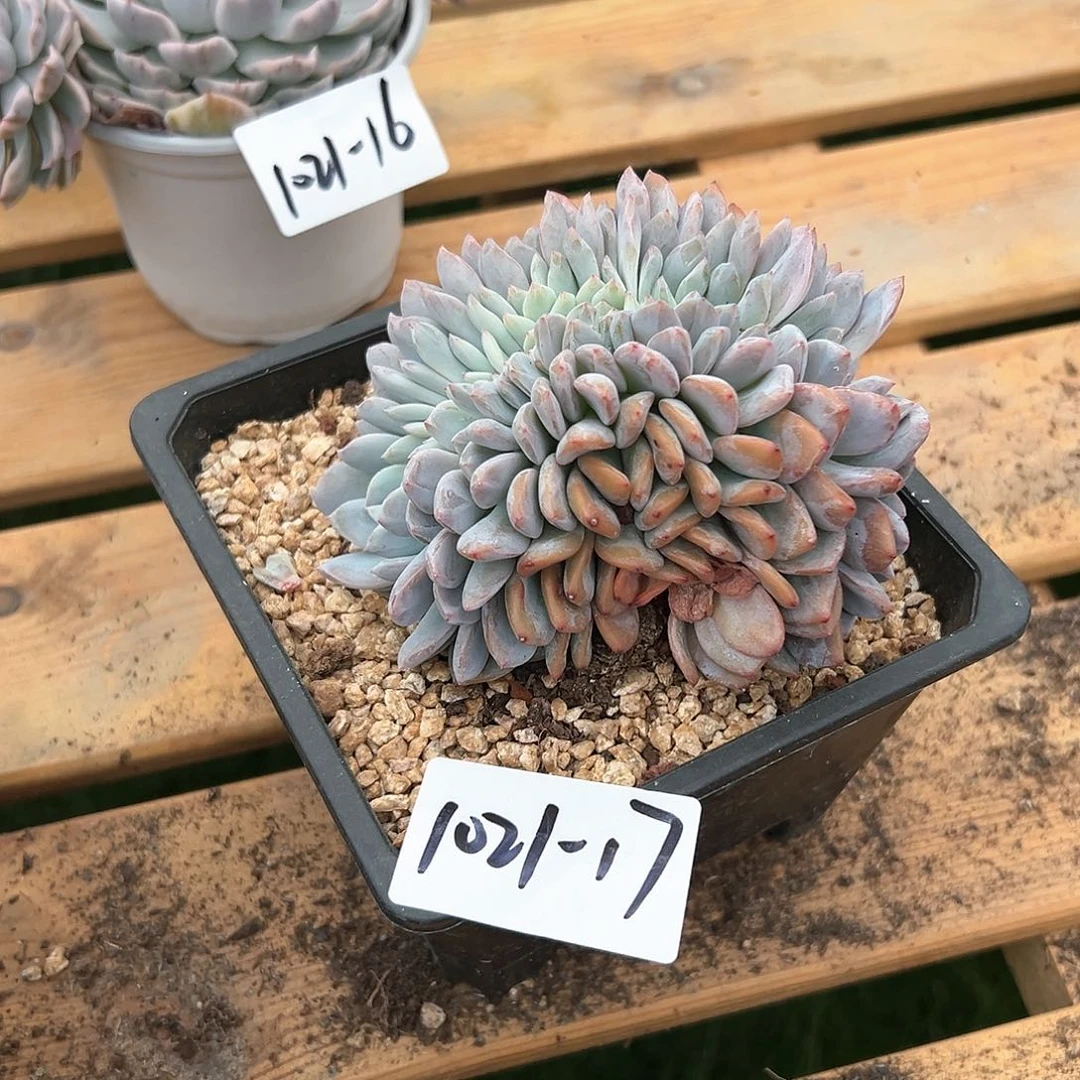 1021-17橙子缀多肉