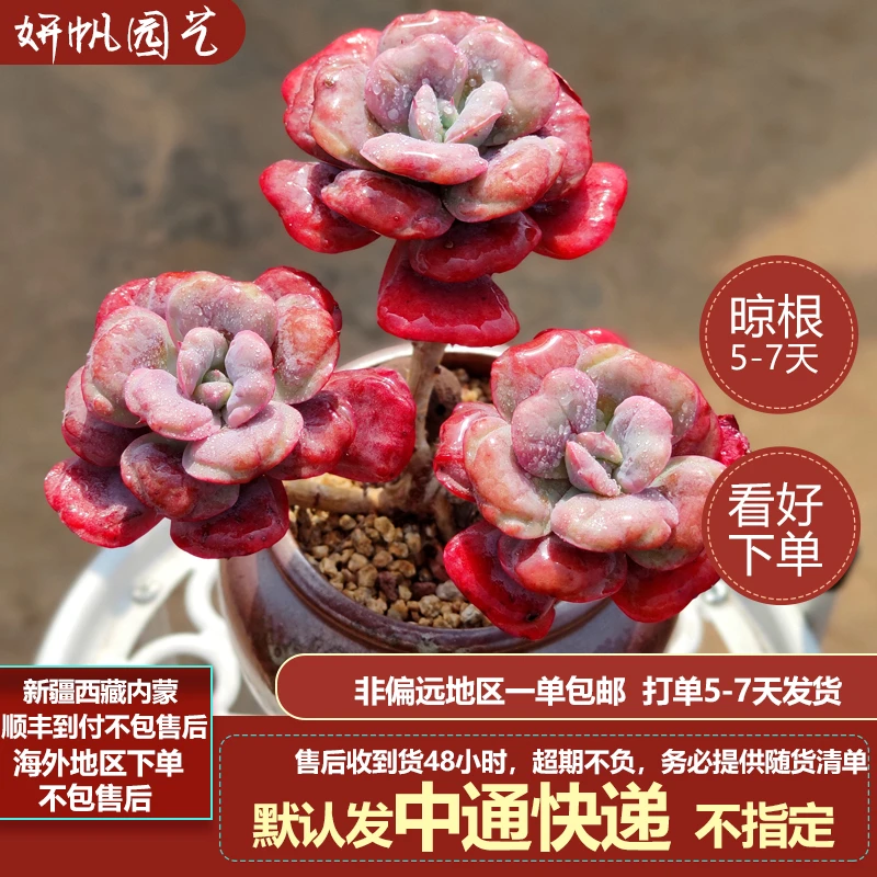 妍帆园艺一物一拍 1号链接 非偏远满1单包邮 脱土晾根一周发货