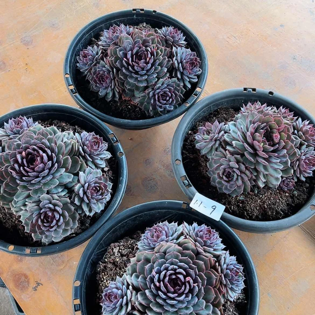 【闪购商品】1.1-9大群蓝色妖姬随机