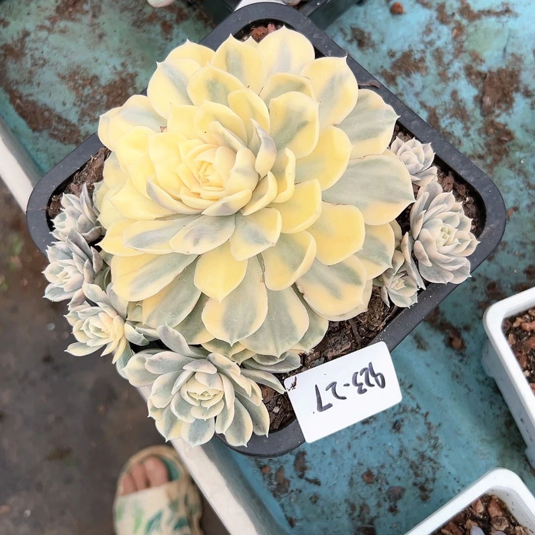 923-27昂斯诺锦无砍