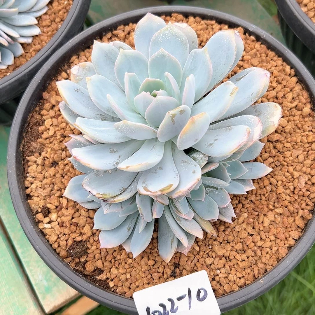 1022-10白茶多头多肉