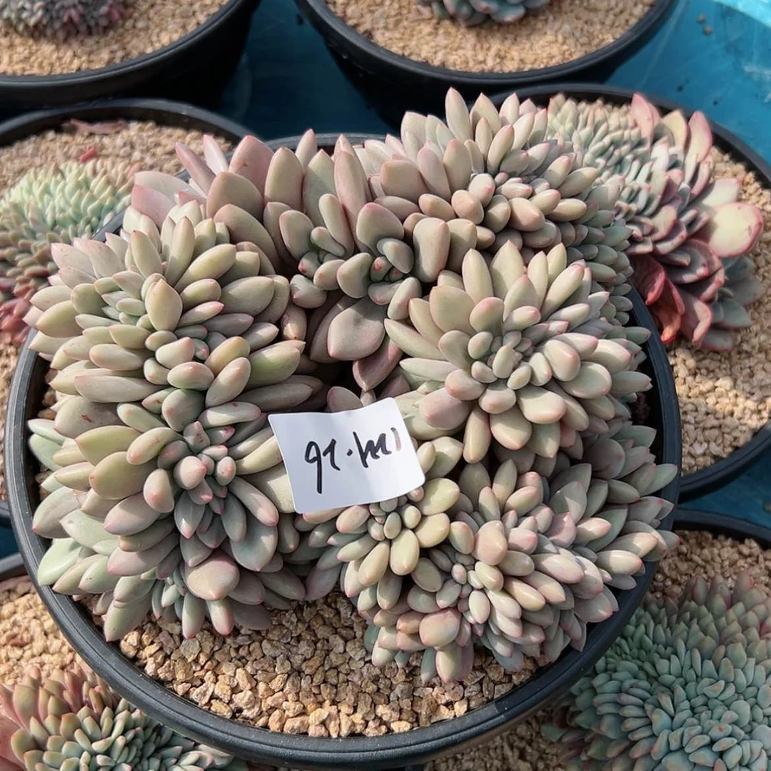 【闪购商品】诗*1221-26桃花源