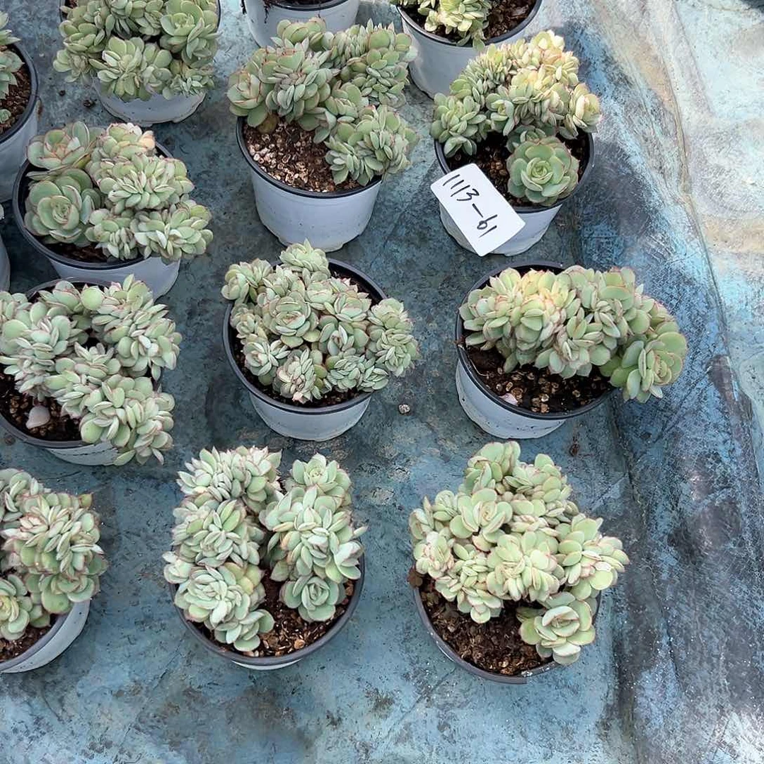 1113-61牡丹亭缀有切多肉随机