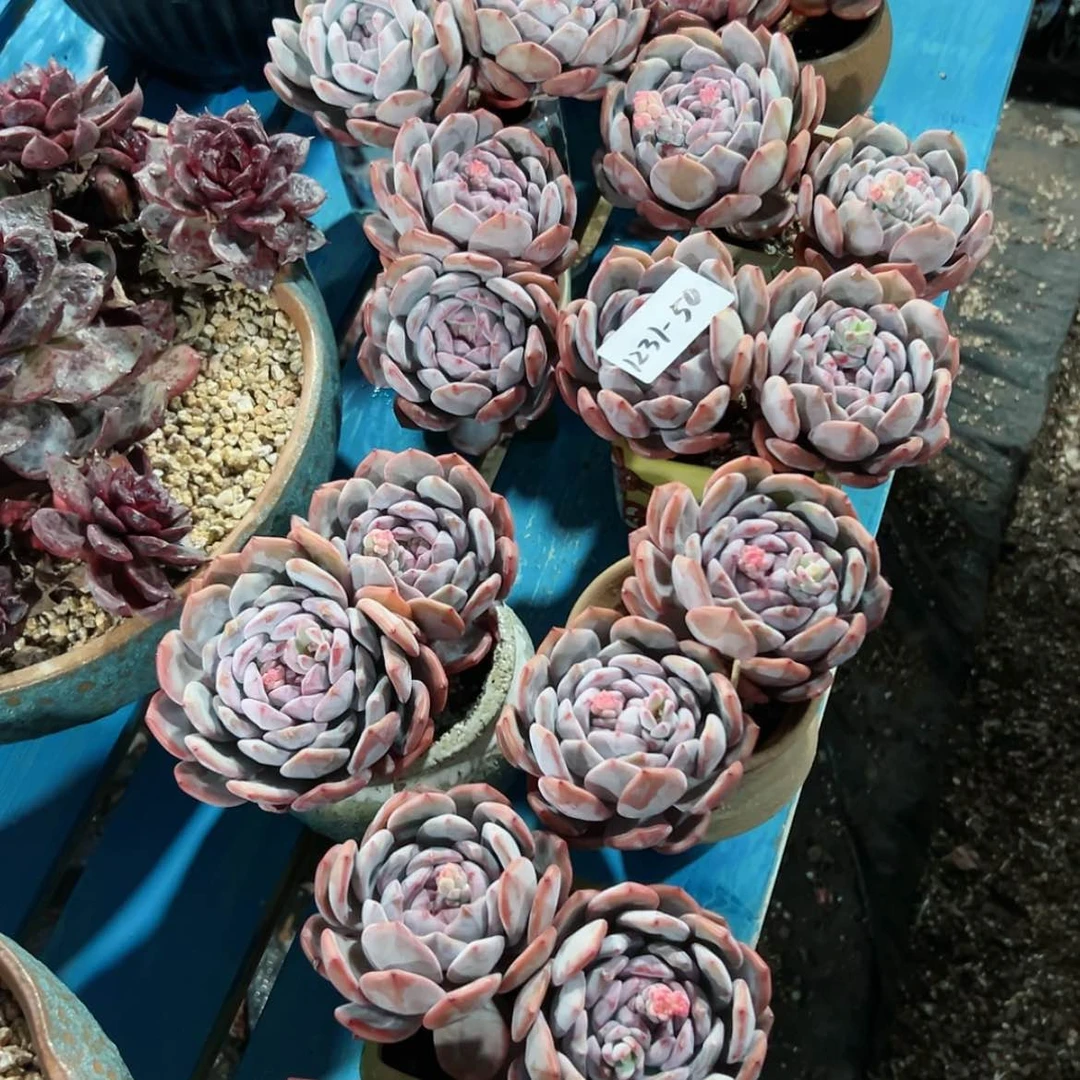【闪购商品】1231-50星影双头随机