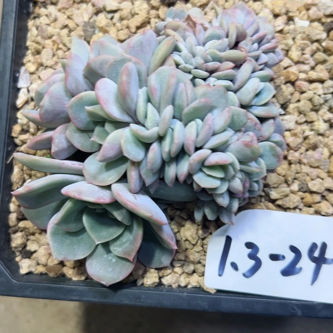 【闪购商品】诗*1.3-24提拉米苏