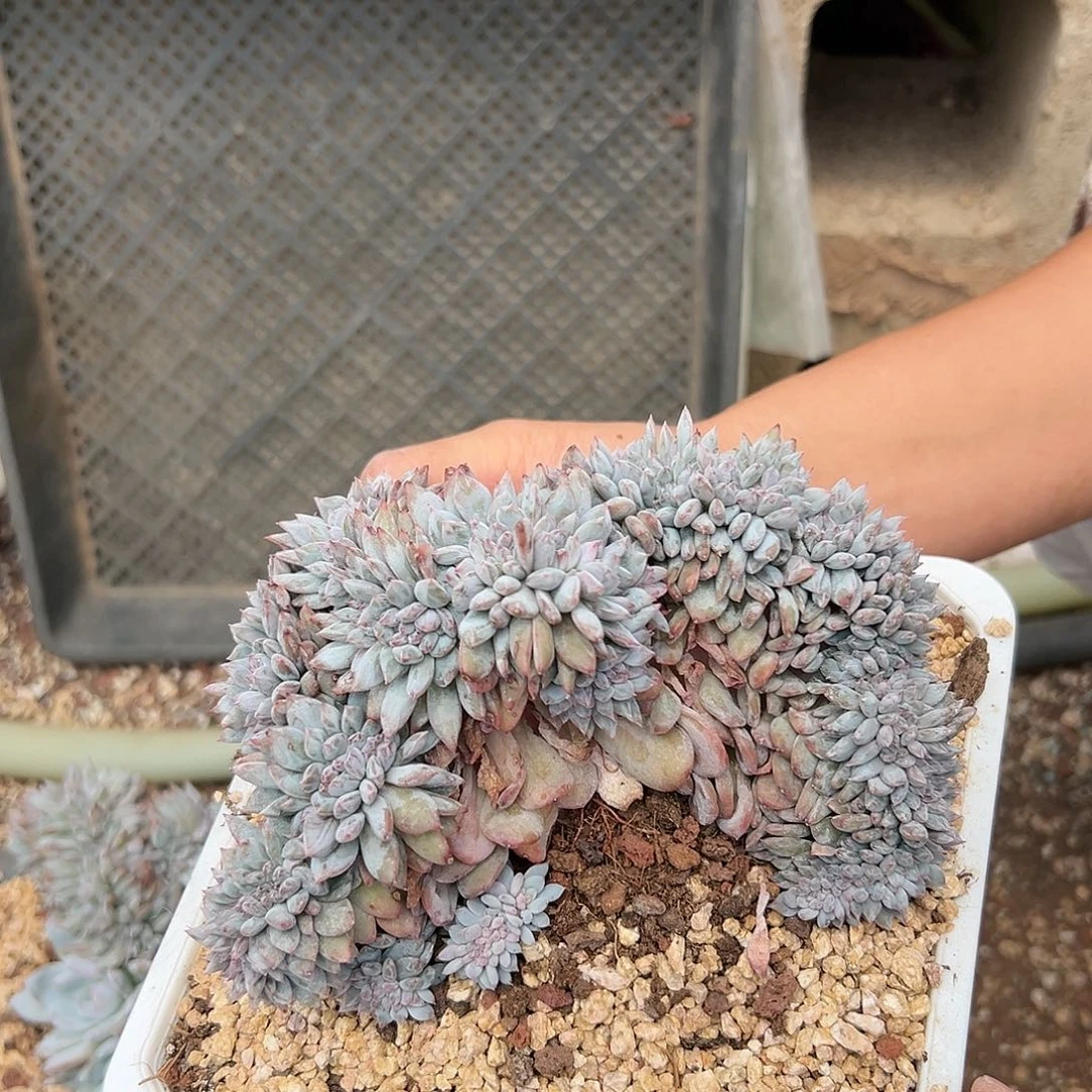 816-163橙子树缀多肉