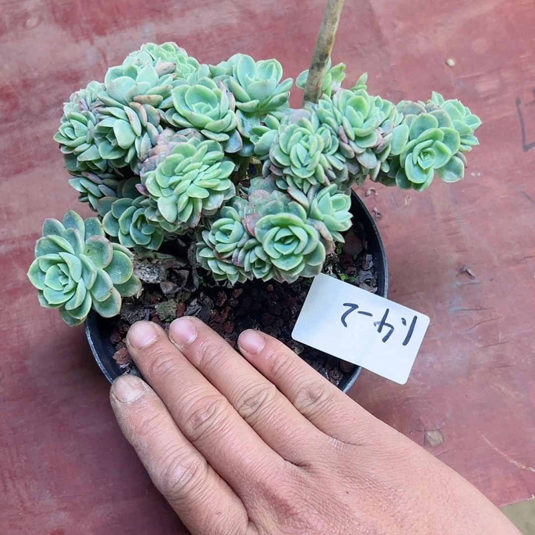 【闪购商品】豆*1.4-2哈密瓜缀