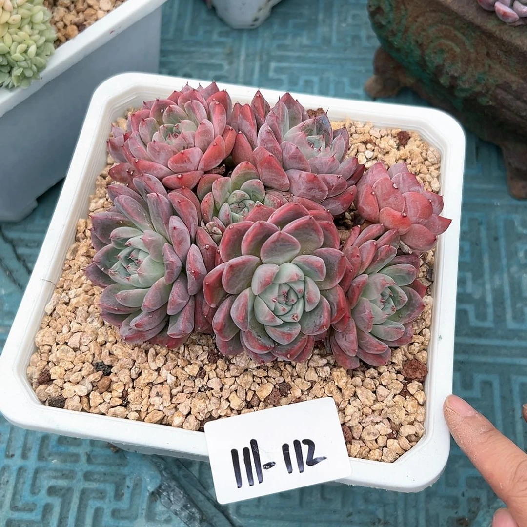 111-112佳人多肉多头