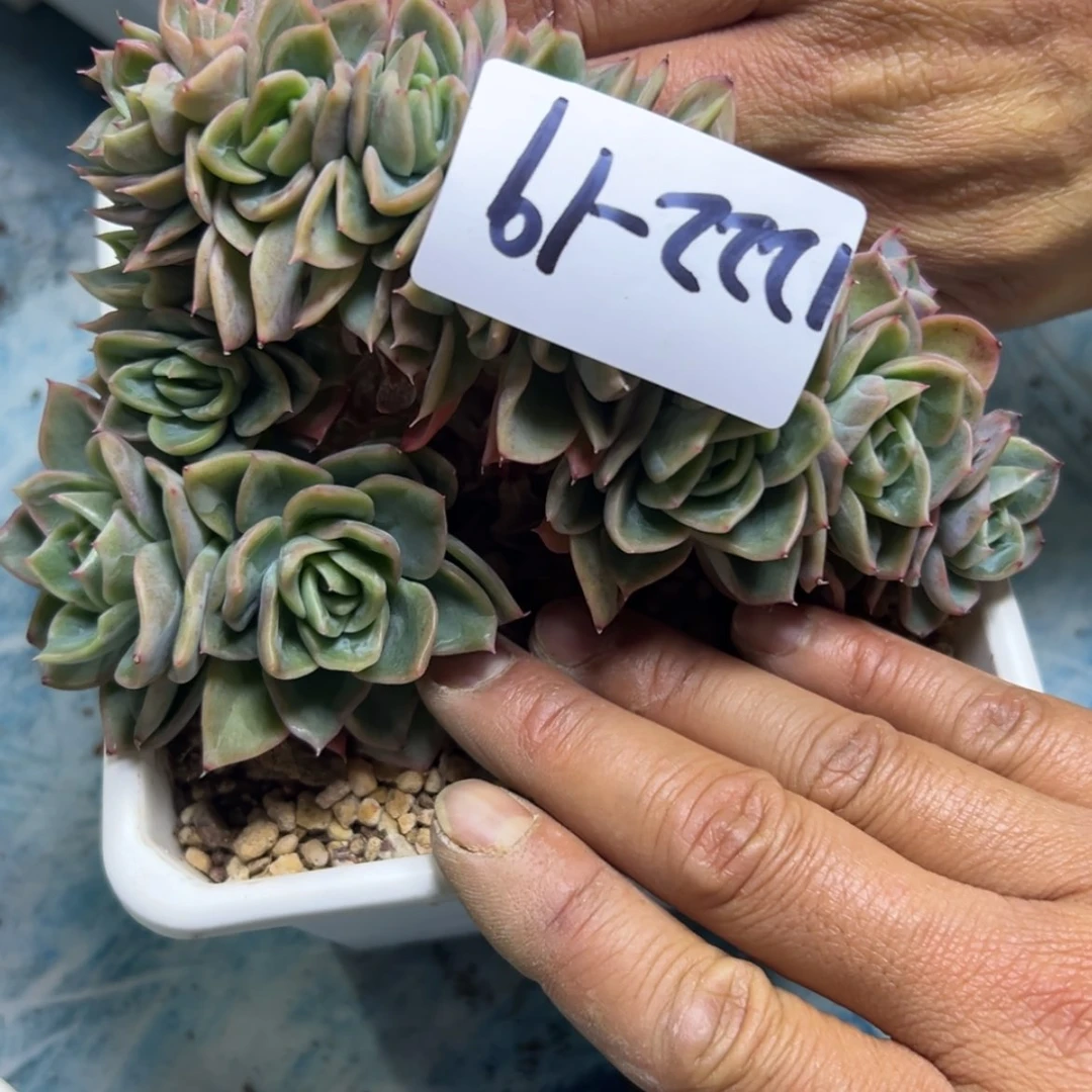 【闪购商品】诗*1222-19雪绒花