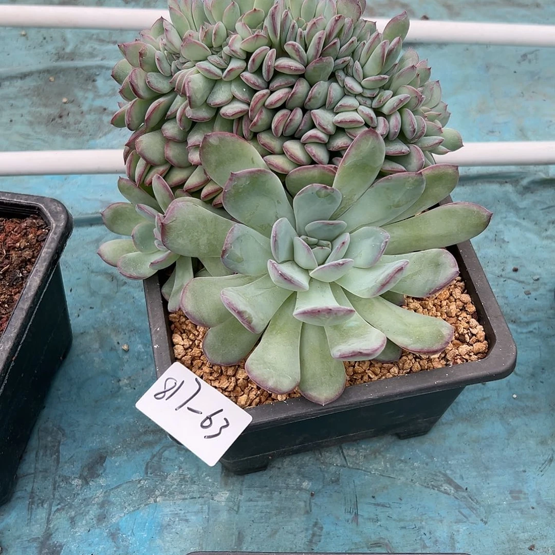 滢***)817-63雪夜大缀多肉寄养