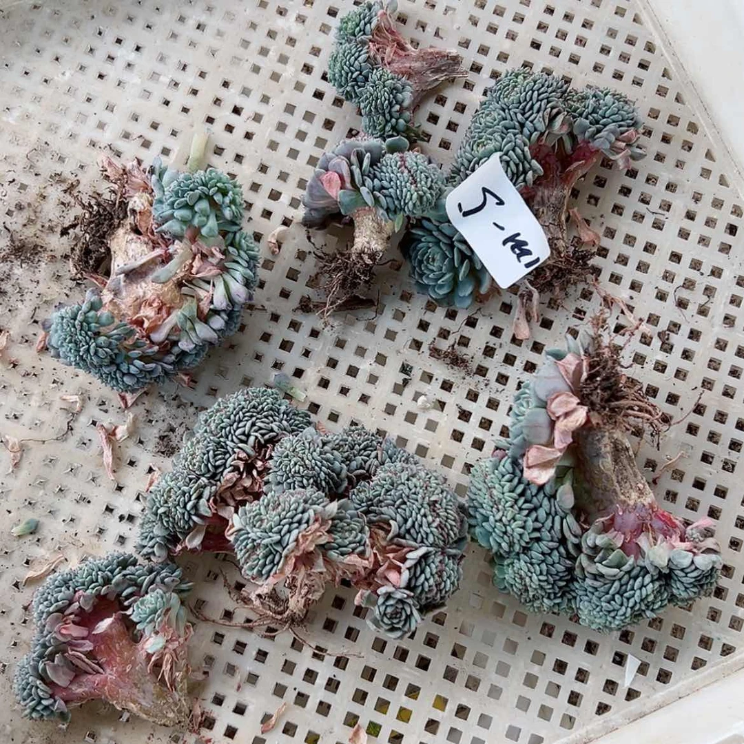 【闪购商品】陇****店1221-5白胖子缀组合7颗瑕疵