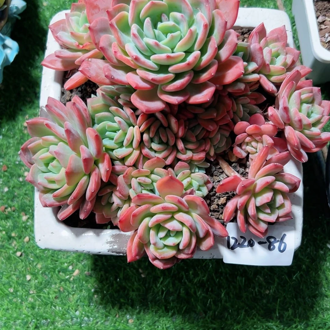 【闪购商品】1220-86冰露