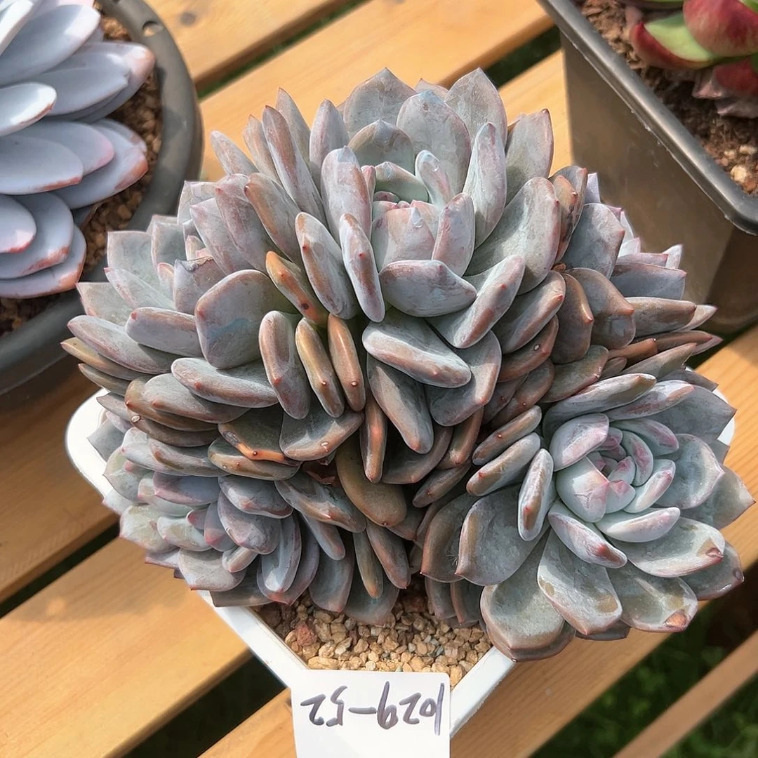 1029-52星影朵朵缀多肉