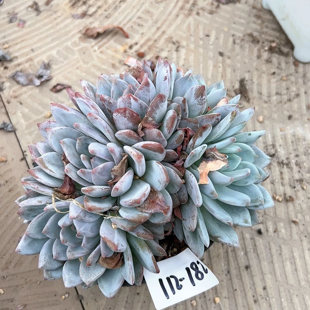 112-182橙子多头多肉