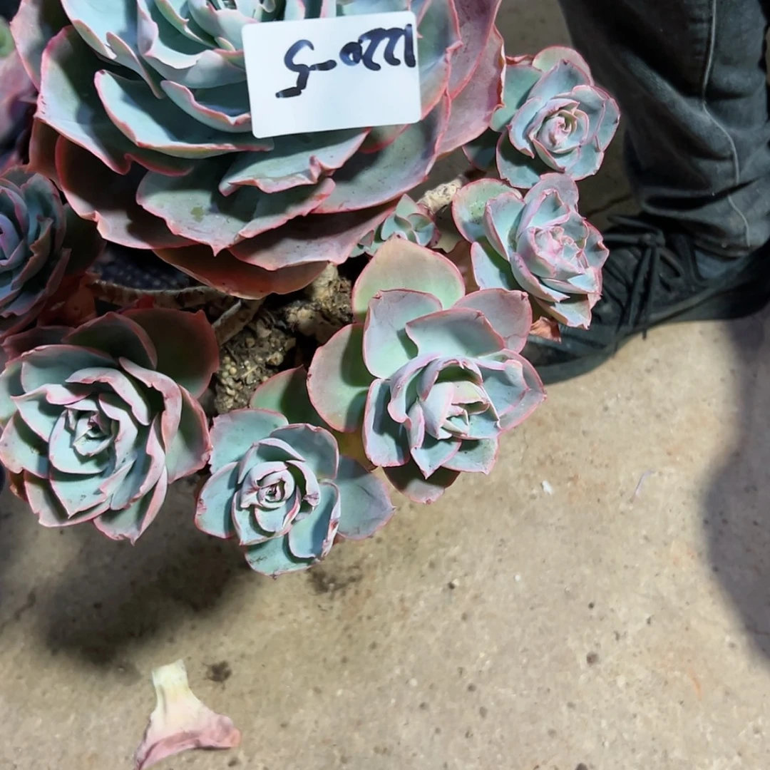 【闪购商品】独***欢1220+5达芬奇密码