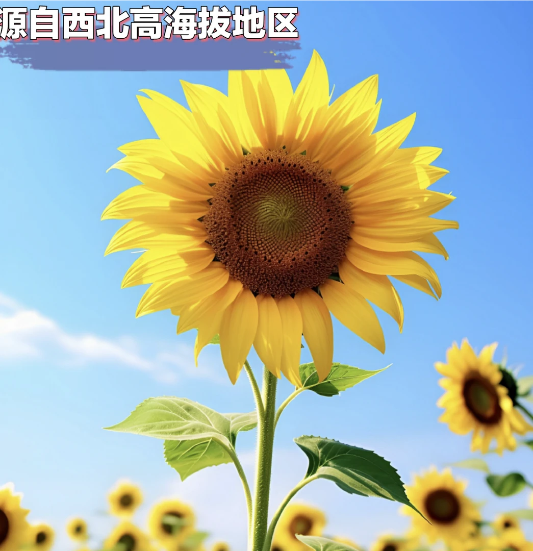 2024新瓜子超大颗粒向日葵花籽生瓜子散装产地直销