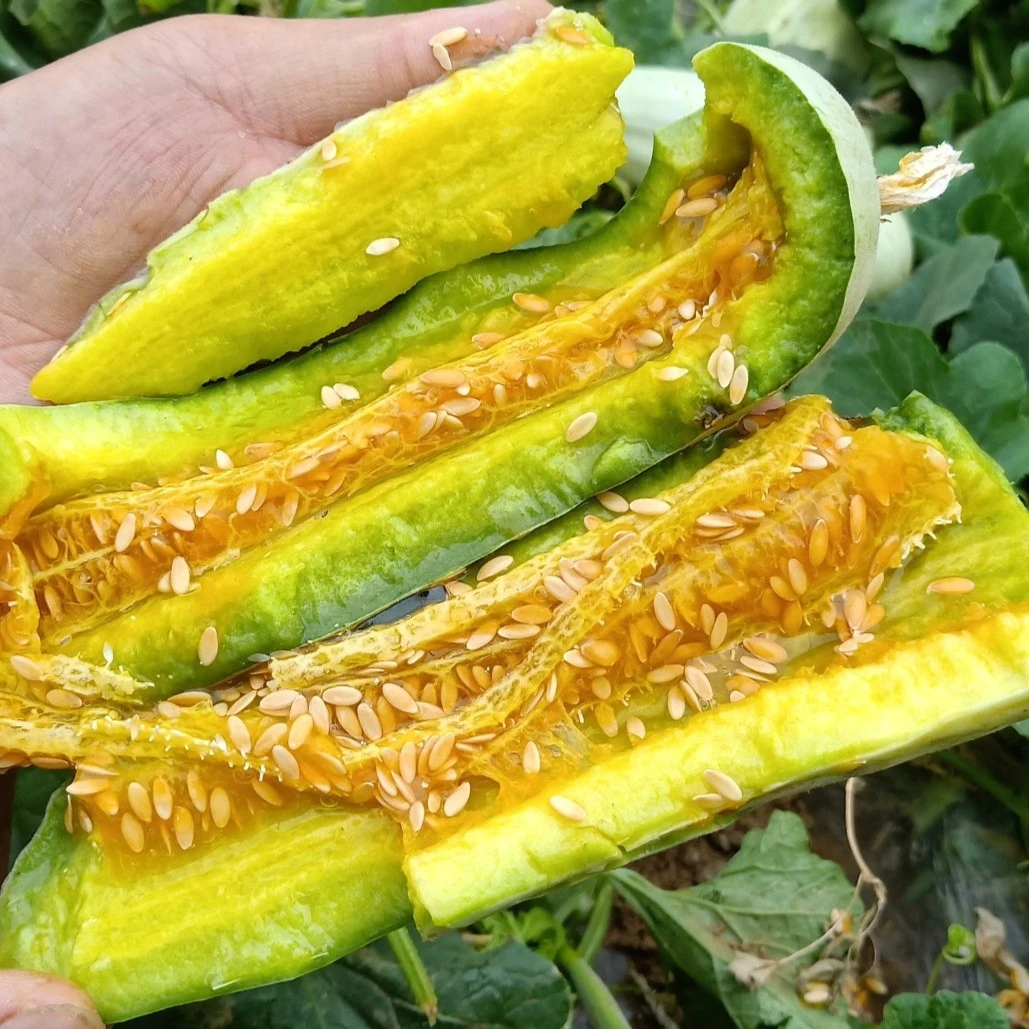 羊角蜜甜瓜种子 羊角脆北方甜瓜懒人种植香甜糖度高