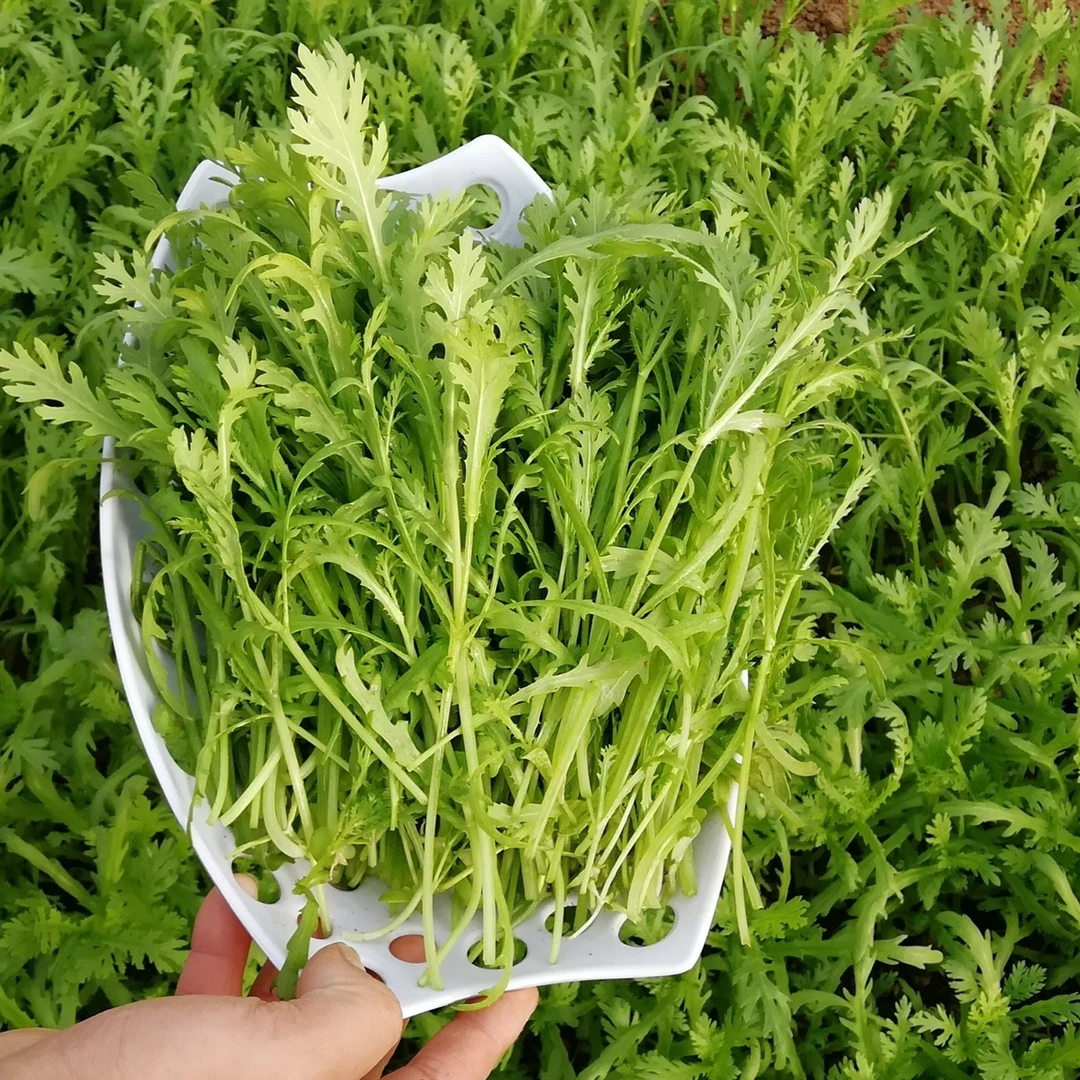 小叶茼蒿种子速生清香蔬菜种子家庭菜园