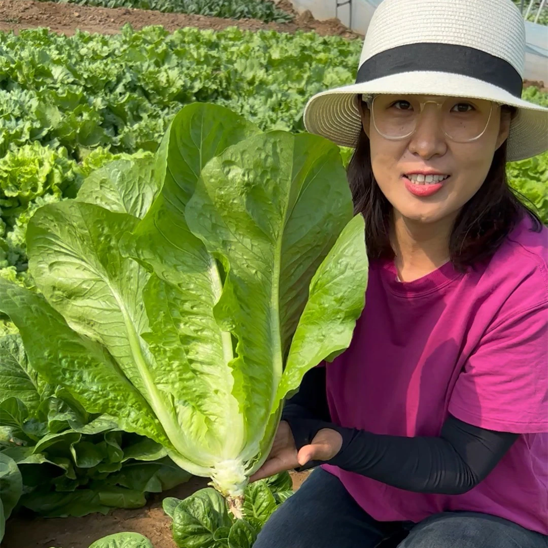 【直播】大罗马直立生菜种子  大个生菜生吃脆甜生长快管理简单
