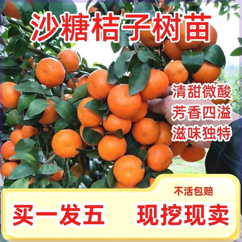 沙糖桔树苗正宗砂糖桔苗橘子嫁接果树苗南方种植盆栽桔子