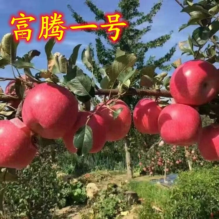 富藤一号苹果树苗嫁接极早熟1号红富士苹果树南北方种植盆栽地栽