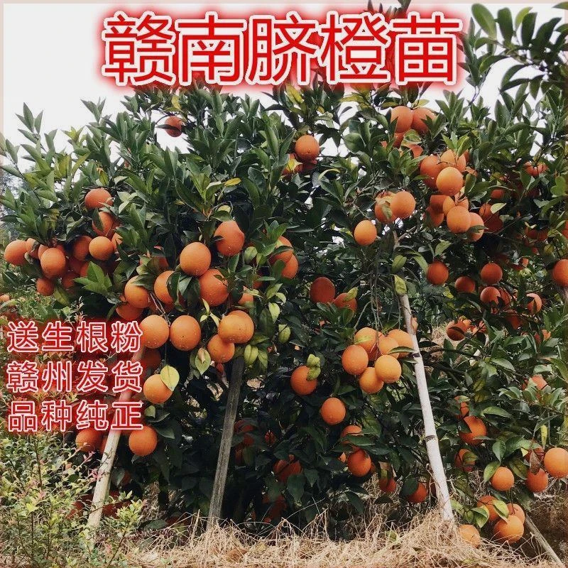 江西正宗赣南脐橙苗嫁接纽荷尔橙子苗卡拉红肉血橙脐橙树苗果树苗