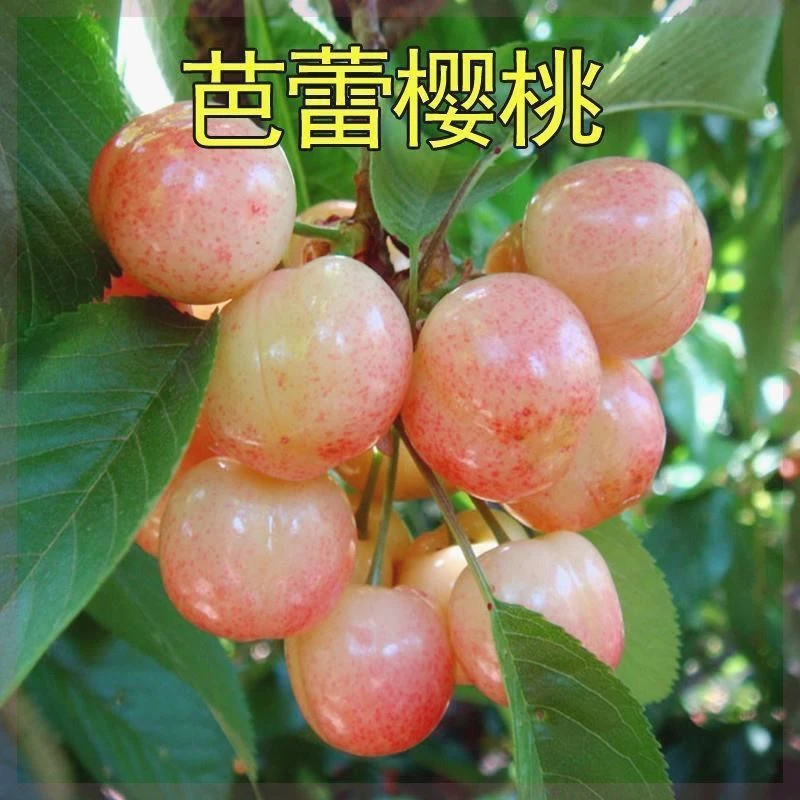 嫁接稀有品种芭蕾大樱桃果树苗南方北方种植盆栽地栽早熟当年结果