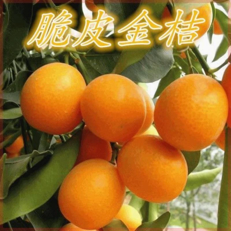 脆皮金桔树苗嫁接橘子树苗无核金桔树苗耐寒南方北方四季种植