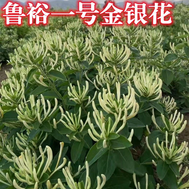 新品种鲁峪一号金银花树苗南方北方种植盆栽地栽正宗金银花苗