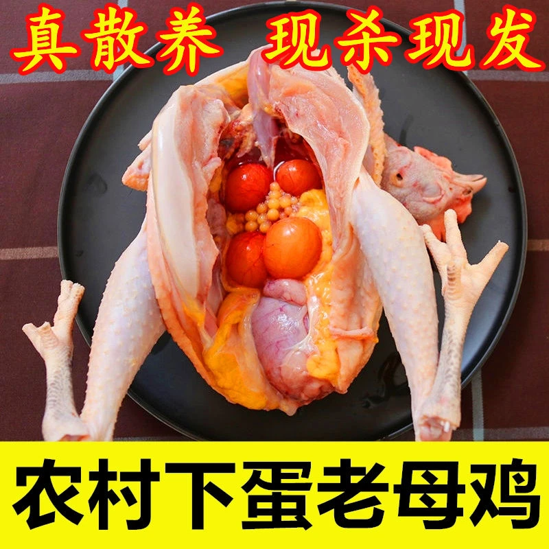 【散养3年老母鸡】农家土鸡溜达鸡新鲜顺丰 毛重10斤多净重6-7斤
