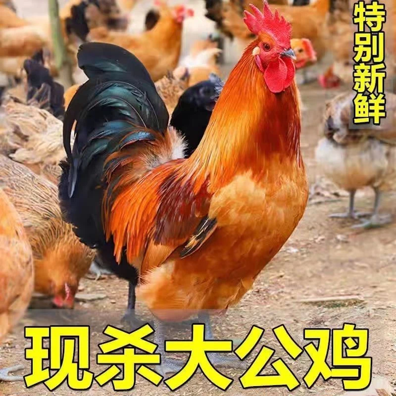 【4只公鸡】农家散养土鸡溜达鸡新鲜鸡肉毛重12斤 净重8斤多