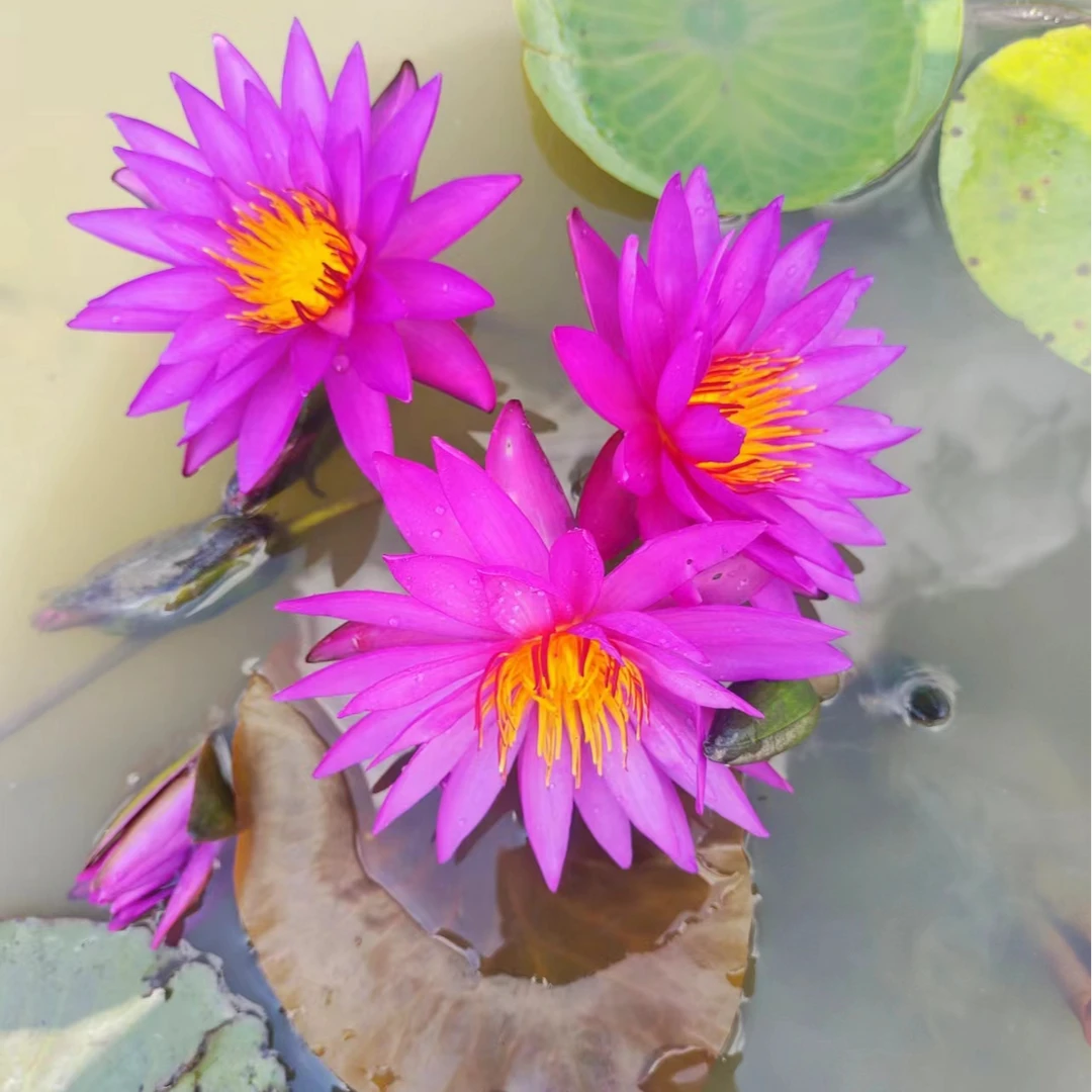 耐寒睡莲带花带花苞对版发货（艾丽卡）