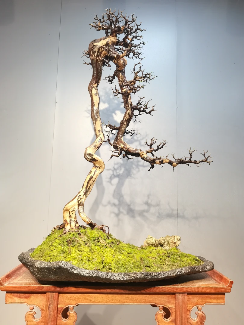 雀梅  小叶红芽雀梅  岭南盆景