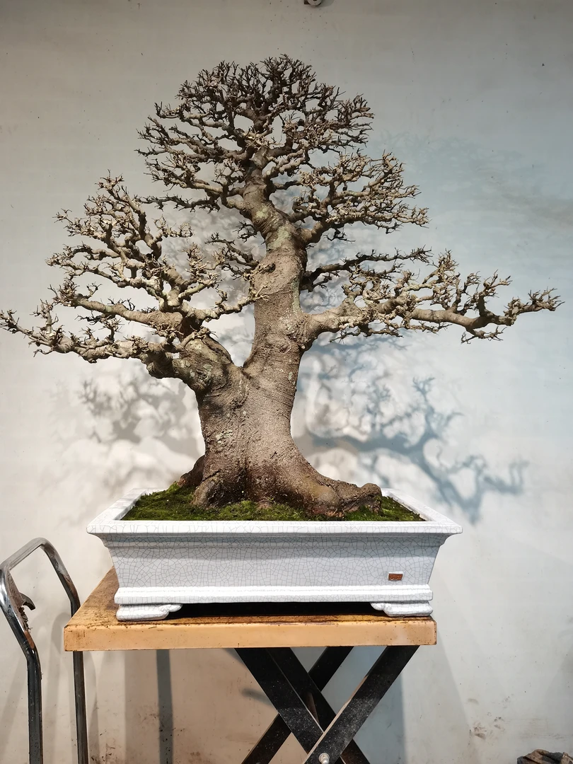 岭南盆景，朴树，精品大树型，岭南盆景