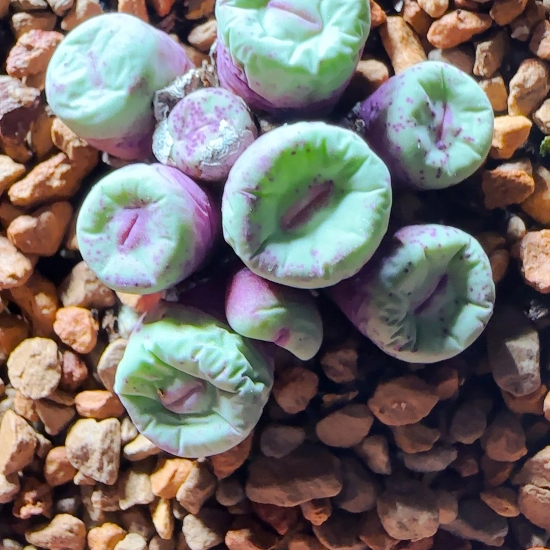 双十一购物狂欢节多肉120号