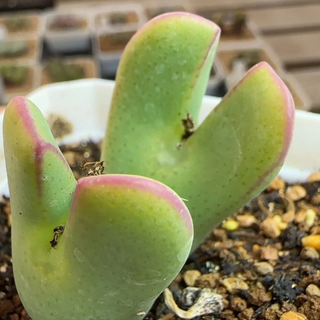 【闪购商品】68号双头