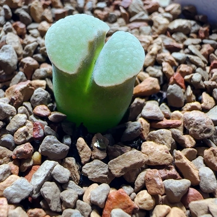 2024.10.20多肉一颗74号链接