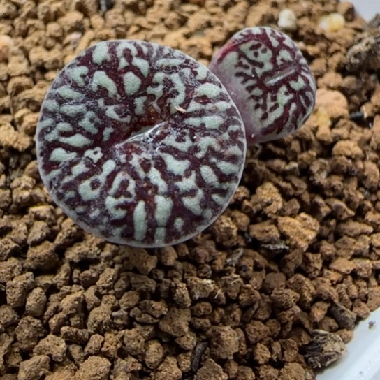 精品甄选多肉63号链接