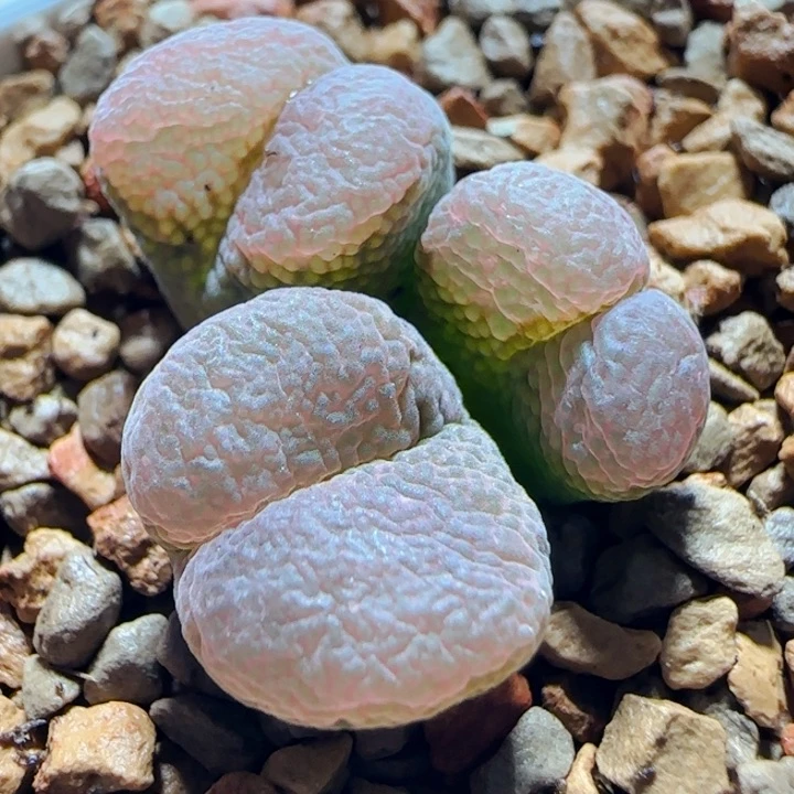 2024.10.20多肉一颗79号链接