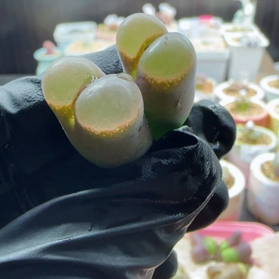 精品甄选多肉44号链接