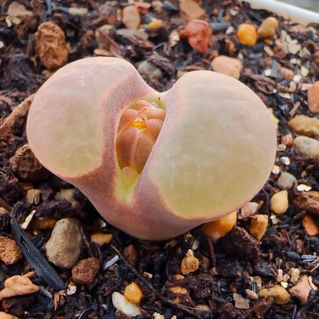 双十一购物狂欢节多肉77号