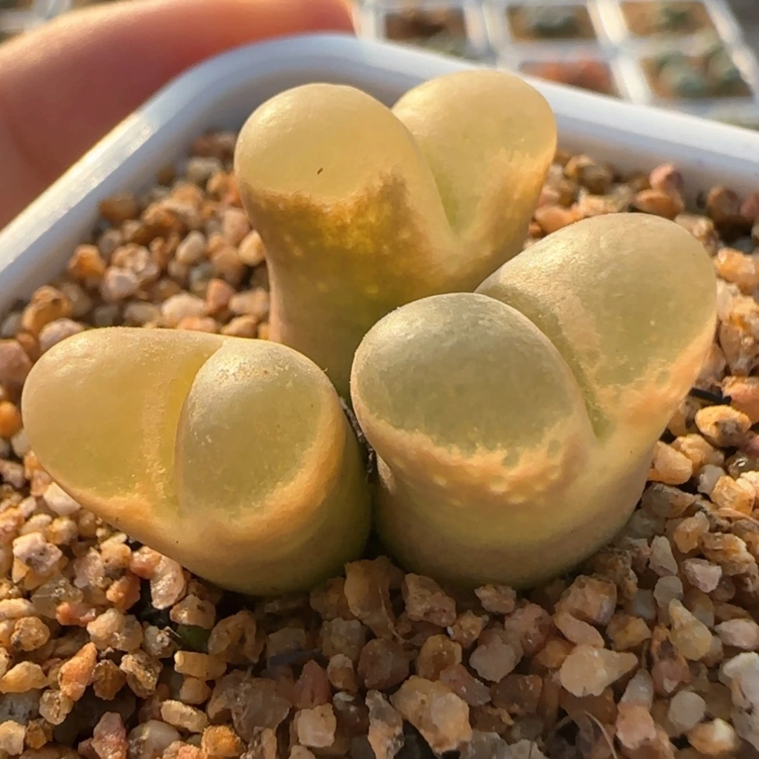 【闪购商品】陈**?35号3头群彩风