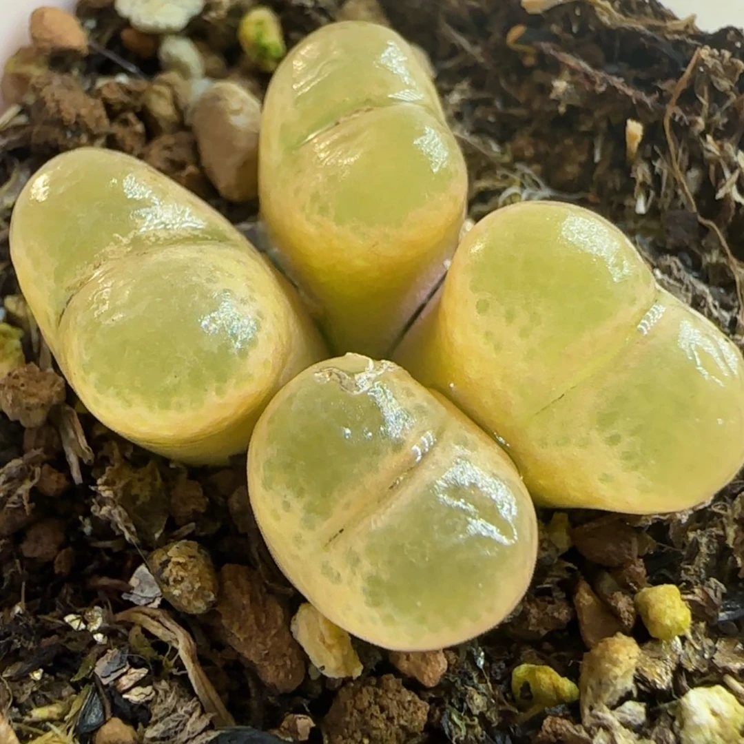 【闪购商品】17号链接4头群风铃