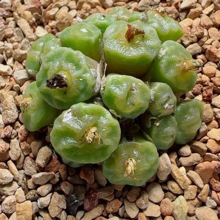 甄选美肉一颗54号链接