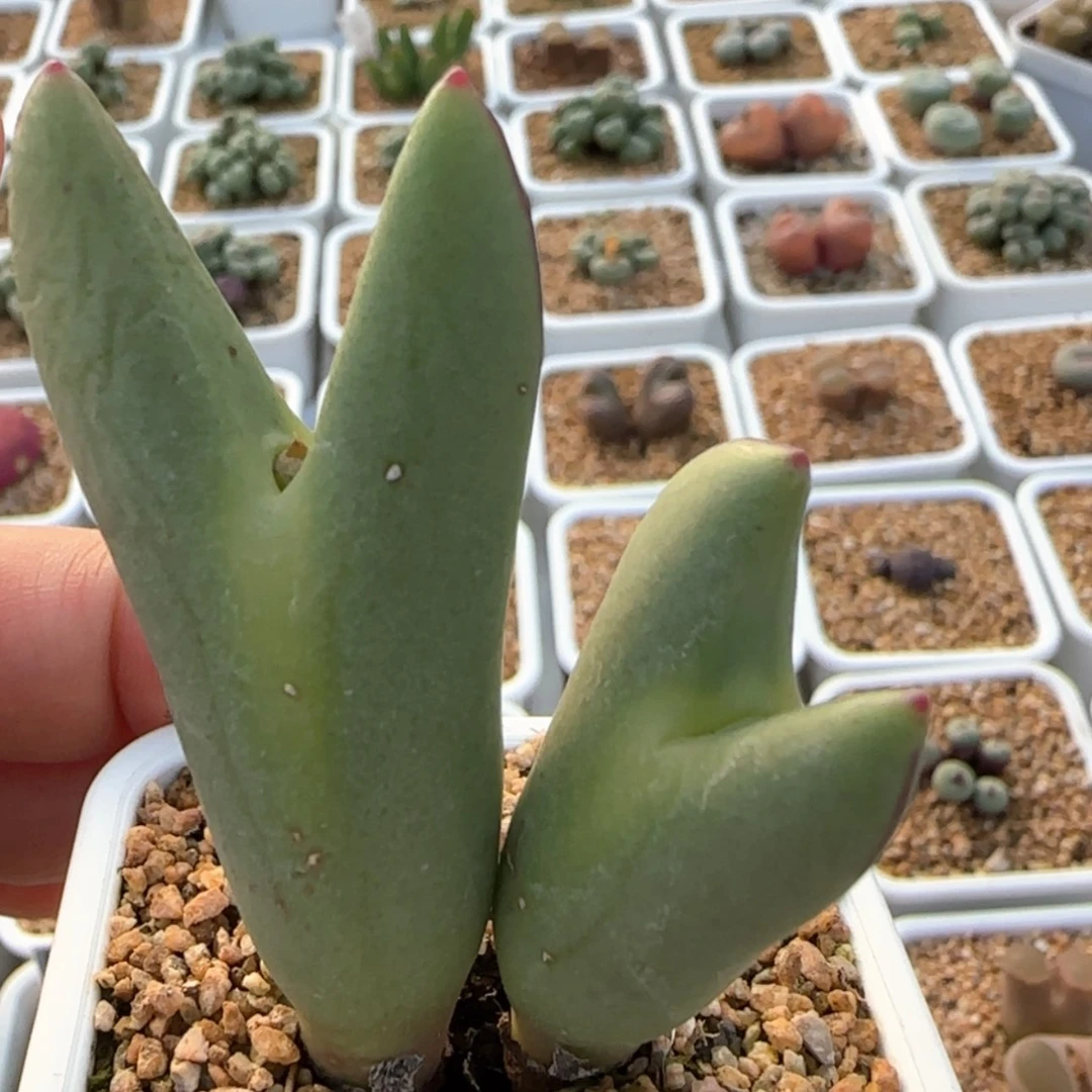 【闪购商品】渡44号链接 大型少将