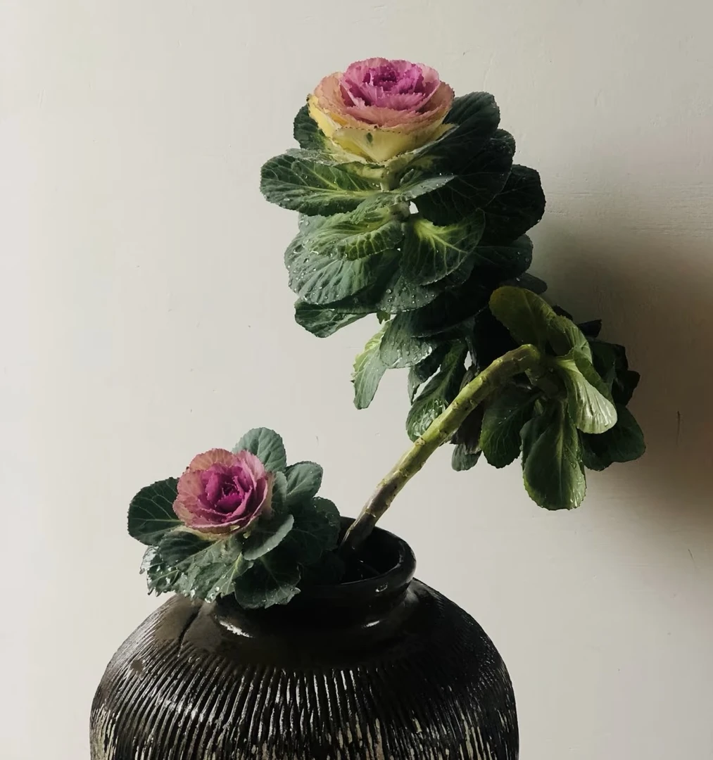 冬日玫瑰超大2加仑羽衣甘蓝庭院地载阳台室内外