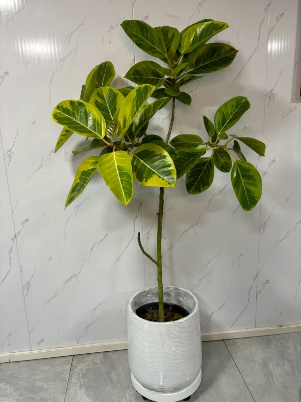 造型黄金榕网红盆栽客厅大型植物办公室好养绿植吸甲醛观叶