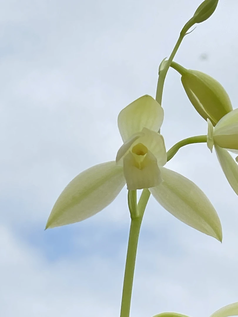 国兰春剑墨兰四季兰(一物一拍请前联系客服)脱盆裸根发货介意勿拍