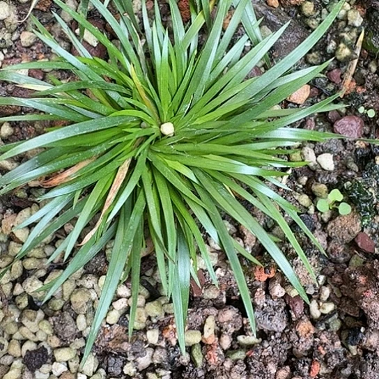 红陶20CM（含）-50CM（不含）焖*茶