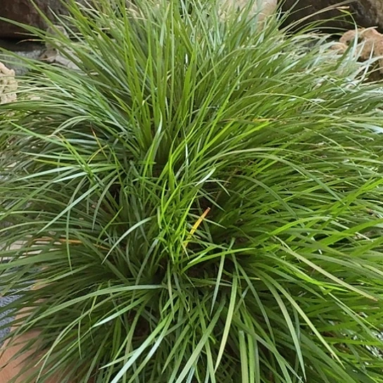 红陶20CM（含）-50CM（不含）D****?